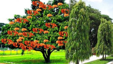 Photo of वास्तु टिप्स: घर में पेड़ लगाते समय जरूर रखें दिशाओं का ध्यान!!