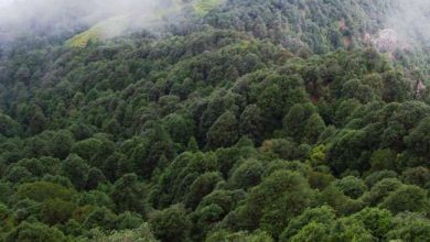 Photo of उत्तराखंड में पहाड़ से लेकर मैदान तक जंगलों में अतिक्रमण, क्षेत्र में ज्यादा गंभीर