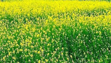 Photo of उल्लास और उमंग की ऋतु है वसंत