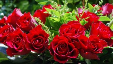 Photo of Happy Rose Day 2020: रोज डे आज, जानें इसका महत्व और मनाए जाने की वजह