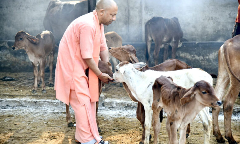 Photo of निराश्रित गोवंश संरक्षण के लिए 1 नवंबर से योगी सरकार चलाएगी विशेष अभियान