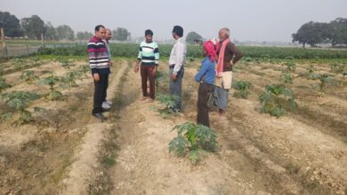 Photo of पूर्वांचल में हुई पपीते की खेती की पहल