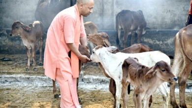 Photo of सीएम योगी की पहल, गोंडा में निराश्रित गोवंशों को मिलेगा एक 'नया घर'