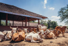 Photo of गो-सेवा आयोग द्वारा महिला स्वयं सहायता समूहों की भागीदारी को प्रोत्साहित किया जाएगा-श्री श्याम बिहारी गुप्त