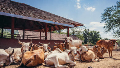 Photo of गो-सेवा आयोग द्वारा महिला स्वयं सहायता समूहों की भागीदारी को प्रोत्साहित किया जाएगा-श्री श्याम बिहारी गुप्त