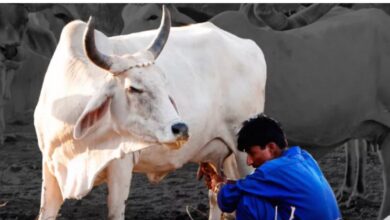 Photo of डेयरी सेक्टर आयात के लिए खुला तो होगा 1.03 लाख करोड़ का नुकसान