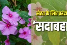 Photo of डायबिटीज से लेकर इन परेशानियों में लाभदायक है सदाबहार के फूल