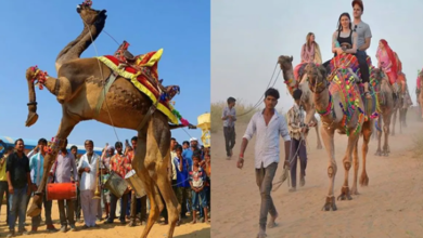 Photo of आज होगा ‘पुष्कर मेला’ का आगाज, डिप्टी सीएम दिया कुमारी रहेंगी उपस्थित