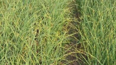 Photo of उत्तराखंड: 25 साल में उत्पादन तो बढ़ा, लेकिन खेती का रकबा साल दर साल घटा