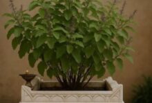 Photo of तुलसी विवाह पर बन रहे कई मंगलकारी योग