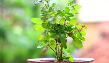Photo of उत्पन्ना एकादशी पर करें तुलसी से जुड़े उपाय