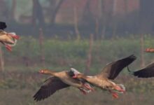 Photo of उत्तराखंड: 144 बर्ड वॉचर ने विभिन्न स्थानों पर देखे 344 पक्षी