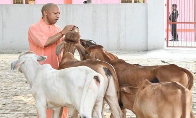 Photo of देश में यूपी नंबर वन: योगी सरकार में बढ़ा 40 फीसदी दुग्ध उत्पादन, बड़ी ताकत बनीं ग्रामीण महिलाएं