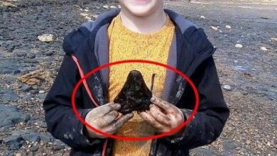 Photo of बीच पर टहलते हुए 11 साल के बच्चे को मिला ‘चमत्कारी पत्थर’, जांच में निकला 18 लाख साल पुराने जानवर का दांत!