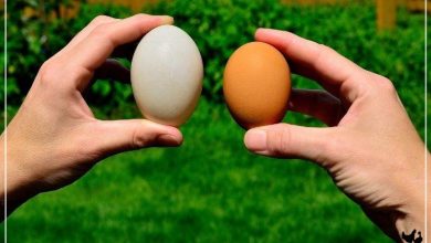 Photo of Duck Egg And Chicken Egg: कहीं आप भी मुर्गी समझकर बत्तख का अंडा तो नहीं खा रहे? इन आसान तरीकों से तुरंत करें सही पहचान