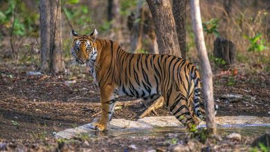 Photo of कोयंबटूर में राष्ट्रीय बाघ संरक्षण प्राधिकरण (NTCA) की 29वीं बैठक संपन्न, बाघ संरक्षण को लेकर बने अहम रणनीतिक फैसले