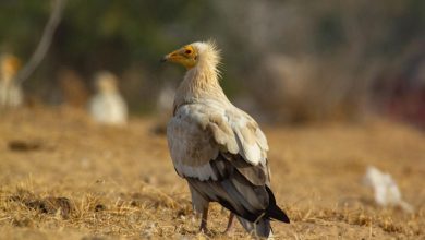 Photo of दक्षिण भारत से मिस्र गिद्ध (Egyptian Vulture) हुए विलुप्त, वैज्ञानिकों ने जताई गंभीर चिंता