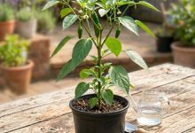 Photo of How To Plant Green Chilli: घर में हरी मिर्च का पौधा लगाना चाहते हैं तो आपको ज्यादा जगह या किसी खास उपकरण की जरूरत नहीं है???