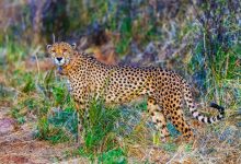 Photo of Project Cheetah 4 Years: – भारत में चीता के 4 साल: देश में बढ़कर 52 हुई चीतों की संख्या, 32 का जन्म भारत में???