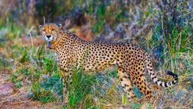 Photo of Project Cheetah 4 Years: – भारत में चीता के 4 साल: देश में बढ़कर 52 हुई चीतों की संख्या, 32 का जन्म भारत में???