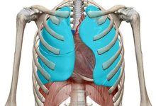 Photo of Rib Remodeling और Rib Removal Surgery: पतली कमर के लिए पसलियों को बदलने का ट्रेंड, जानिए इसके जोखिम ???