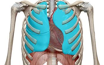 Photo of Rib Remodeling और Rib Removal Surgery: पतली कमर के लिए पसलियों को बदलने का ट्रेंड, जानिए इसके जोखिम ???