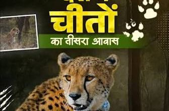 Photo of वीरांगना दुर्गावती टाइगर रिजर्व बना मध्य प्रदेश का तीसरा चीता संरक्षण क्षेत्र, वन्यजीव संरक्षण को मिलेगी नई मजबूती ???