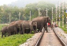 Photo of Northeast Frontier Railway :- ट्रेन से हाथियों की टक्कर रोकने के लिए पूर्वोत्तर सीमांत रेलवे की पहल, AI अलर्ट सिस्टम और ‘प्लान बी’ से बचीं 255 हाथियों की जान ???