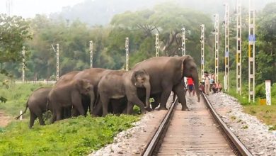 Photo of Northeast Frontier Railway :- ट्रेन से हाथियों की टक्कर रोकने के लिए पूर्वोत्तर सीमांत रेलवे की पहल, AI अलर्ट सिस्टम और ‘प्लान बी’ से बचीं 255 हाथियों की जान ???