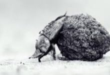 Photo of Wildlife Photography Award 2026: ब्रिटिश फोटोग्राफर ऑस्कर व्हिटफील्ड ने जीता यंग वाइल्डलाइफ फोटोग्राफर ऑफ द ईयर पुरस्कार ???