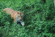 Photo of Tiger Reintroduction: पश्चिम बंगाल के बक्सा टाइगर रिजर्व में पहली बाघिन की एंट्री, शुरू हुआ टाइगर पुनर्वास कार्यक्रम ???