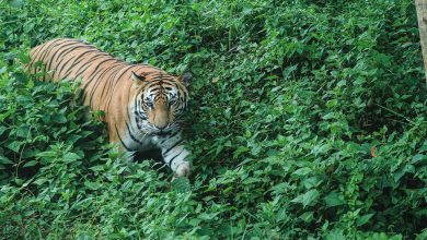 Photo of Tiger Reintroduction: पश्चिम बंगाल के बक्सा टाइगर रिजर्व में पहली बाघिन की एंट्री, शुरू हुआ टाइगर पुनर्वास कार्यक्रम ???